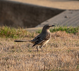 Northern Mockingbird Walking on Dry Grass