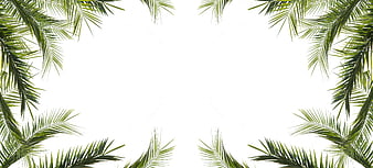 Tropical Palm Leaves Frame on White Background