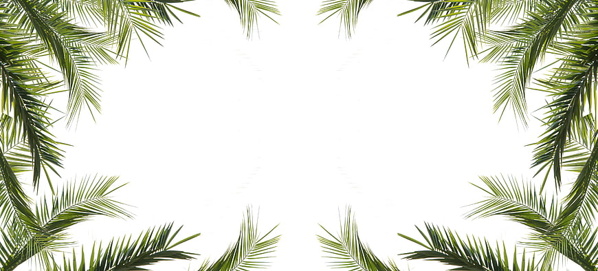 Tropical Palm Leaves Frame on White Background