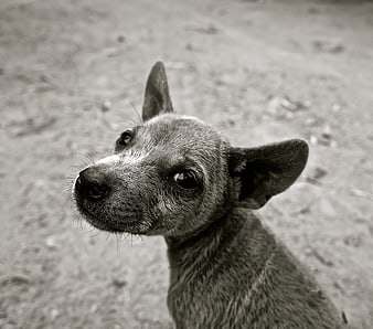 Black and white portrait of a small dog looking up