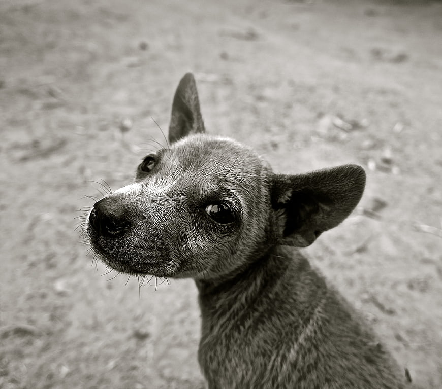 Black and white portrait of a small dog looking up