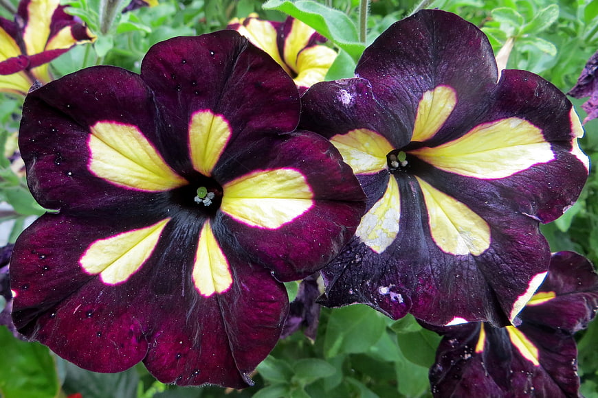Close-up of dark purple and yellow petunia flowers