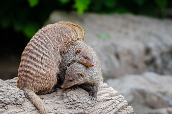 Banded Mongoose Pair Resting on Rock