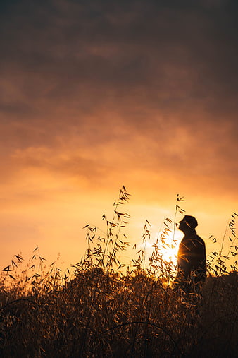 Silhouette of Man in Tall Grass at Golden Sunset