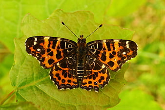 Close-up of a Painted Lady Butterfly on a Green Leaf