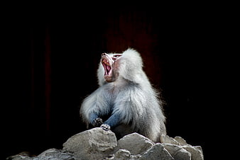 Yawning Japanese Macaque on Rocks Against Black Background