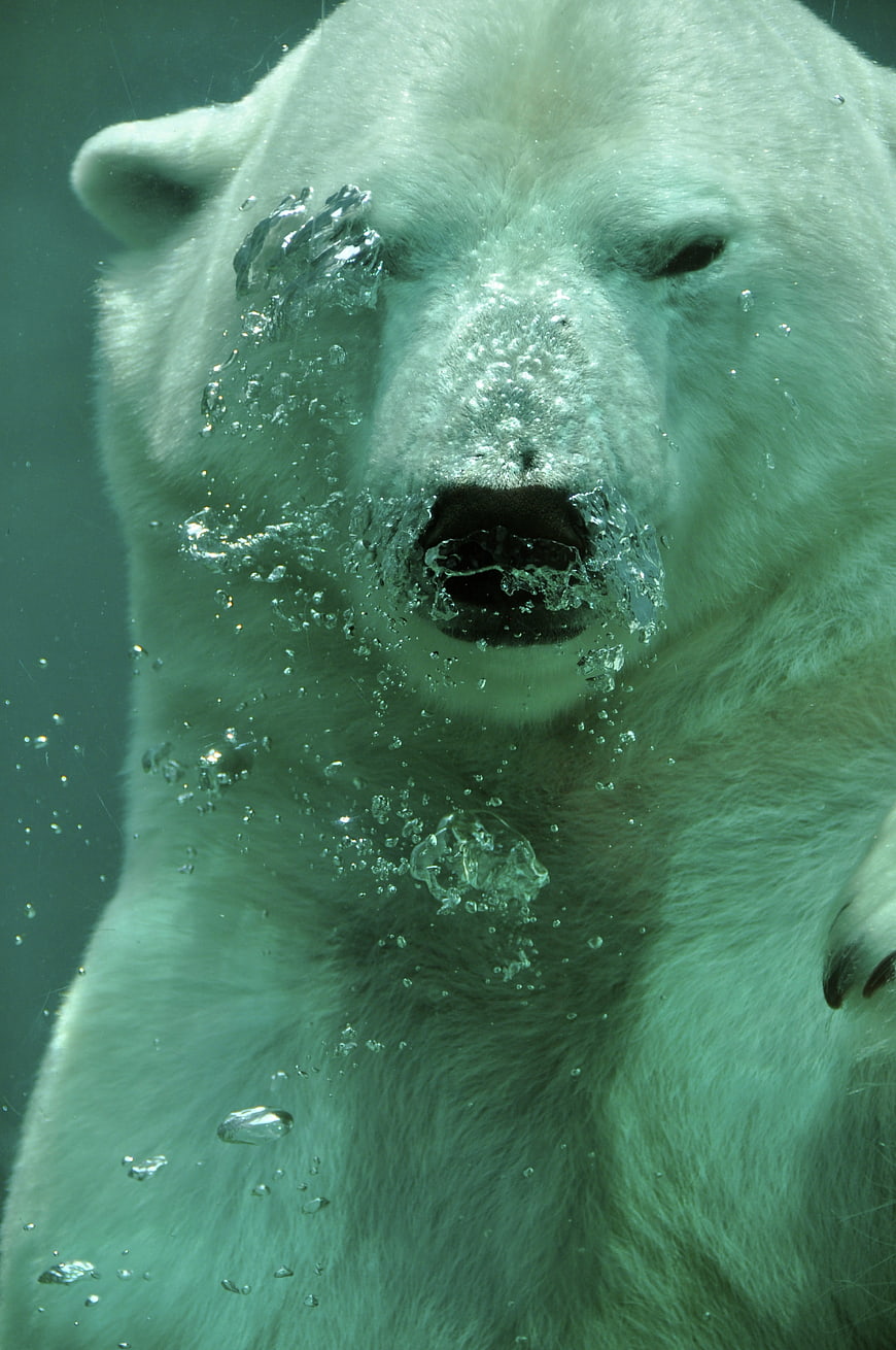 Underwater Polar Bear Swimming with Bubbles