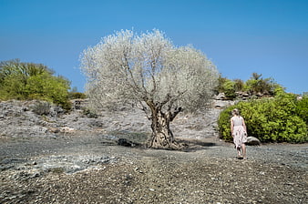Woman in Pink Dress Walking Towards Ancient Olive Tree