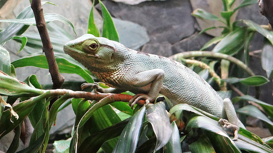 Green Lizard Perched on Tropical Plant Leaves