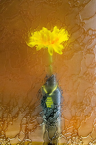 Yellow flower seen through textured rain-streaked glass