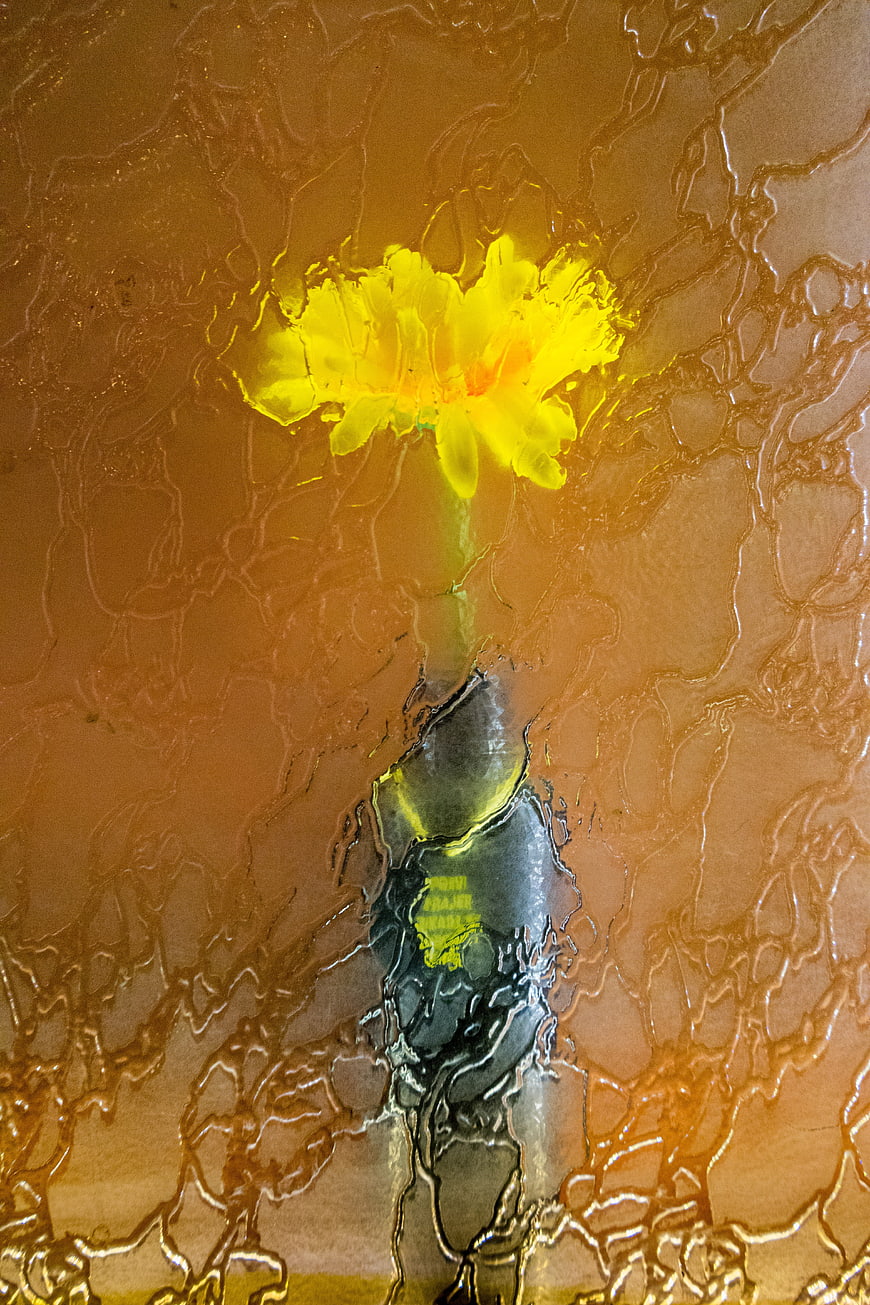 Yellow flower seen through textured rain-streaked glass