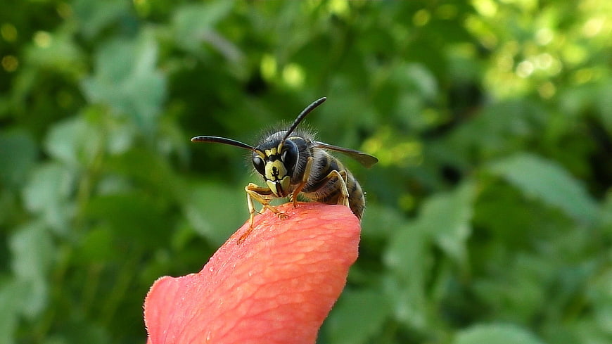 Close-up of a wasp on a pink flower petal