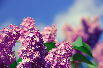 Close-up of vibrant purple lilac flowers against blue sky
