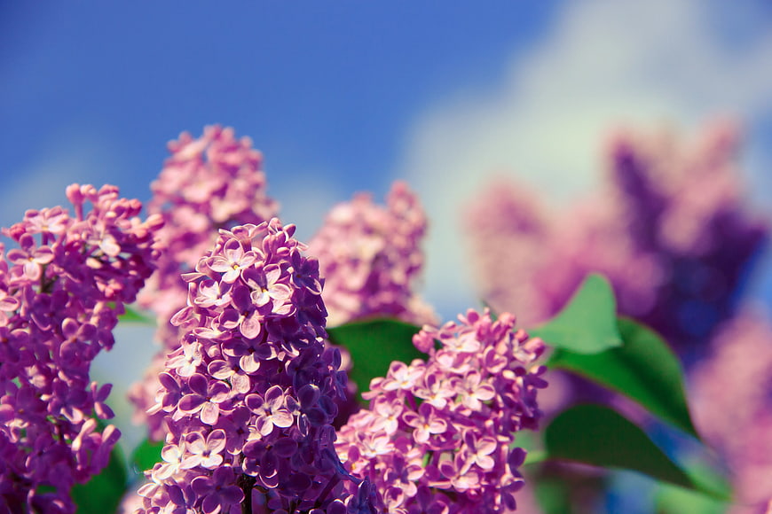 Close-up of vibrant purple lilac flowers against blue sky