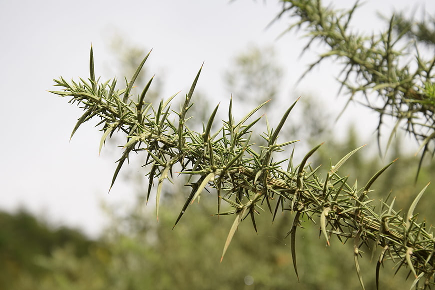 Close-up of thorny green plant branch with blurred background