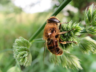 Close-up of a Hoverfly on a Green Plant Bud