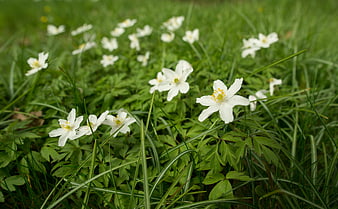 White wood anemone flowers blooming in green grass