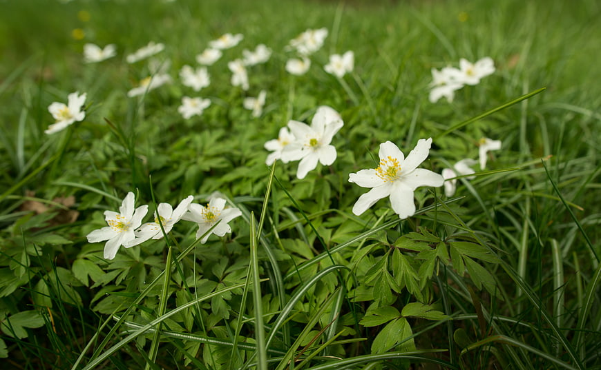 White wood anemone flowers blooming in green grass