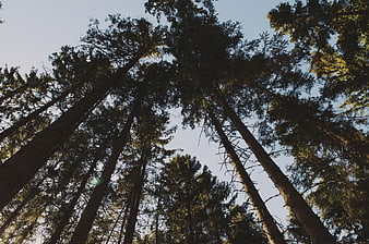 Low angle view of tall pine trees against blue sky