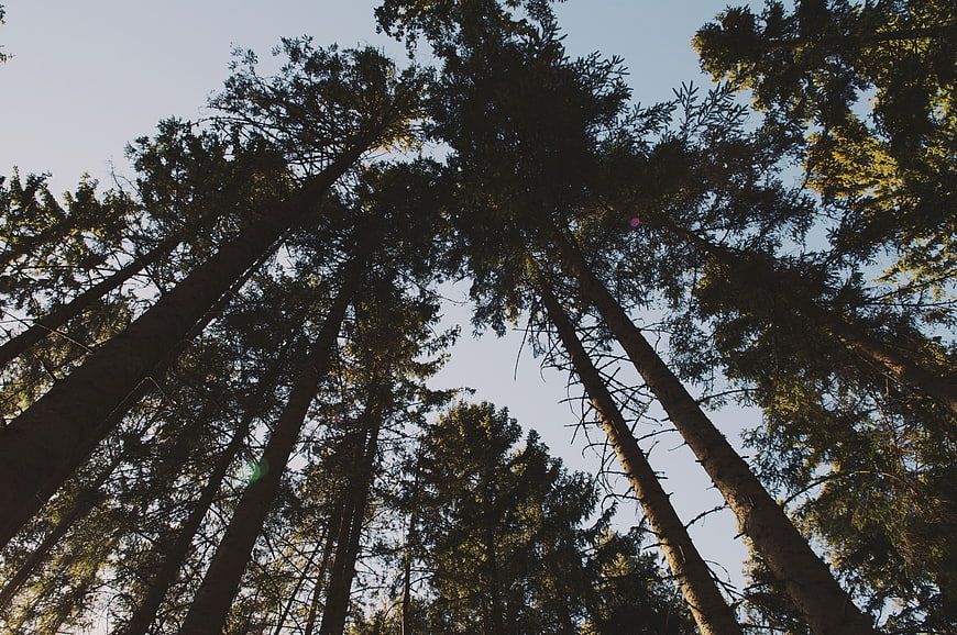 Low angle view of tall pine trees against blue sky