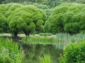 Serene park pond with lush green trees and reflections