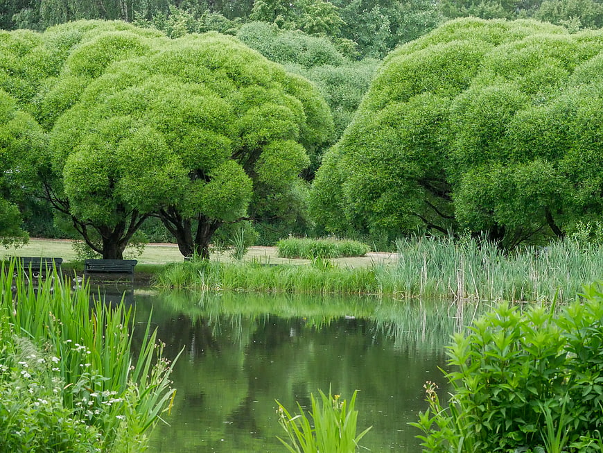 Serene park pond with lush green trees and reflections