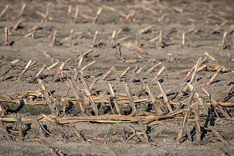 Harvested agricultural field with dry corn stalks and stubble on soil