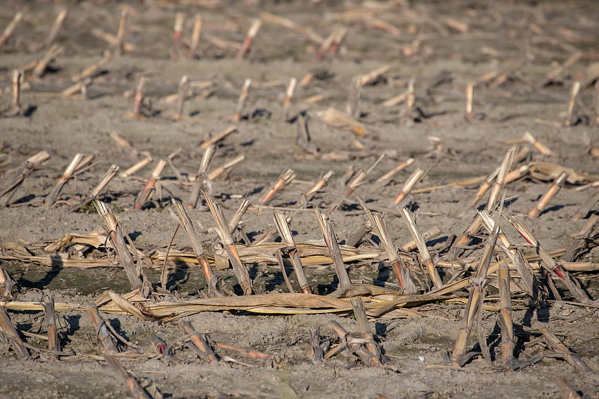 Harvested agricultural field with dry corn stalks and stubble on soil
