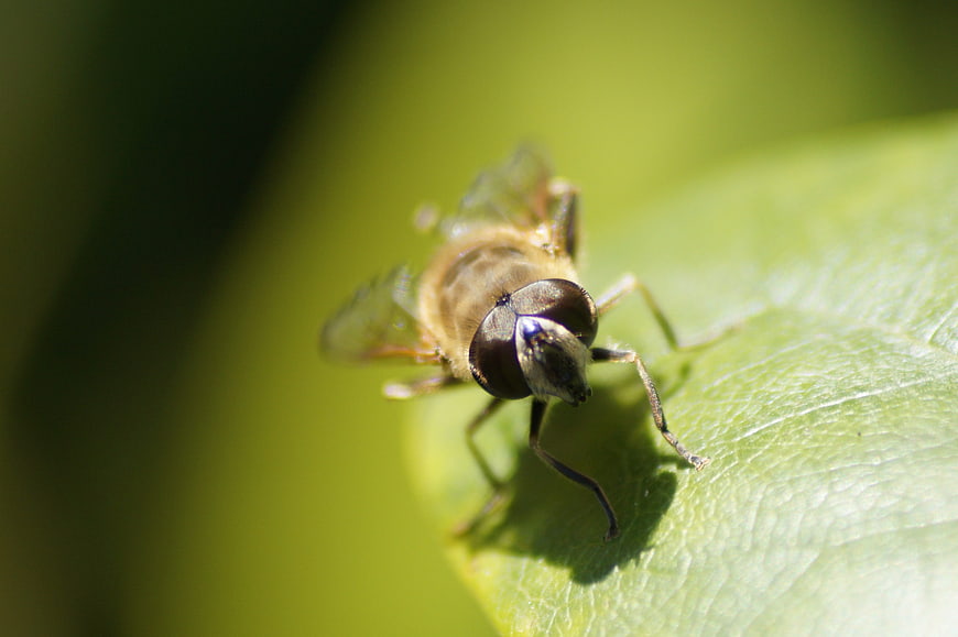 Macro Close-Up of Hoverfly on Green Leaf