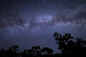 Milky Way Galaxy Over Silhouetted Trees at Night