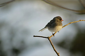 Small Grey and White Bird Perched on Branch