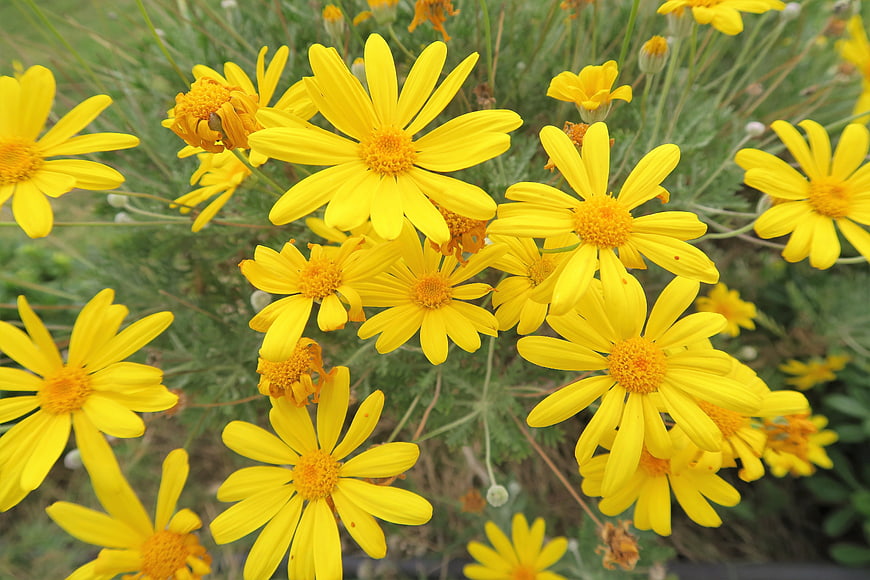 Vibrant yellow daisy flowers blooming in a garden