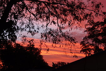 Silhouetted Tree Branches Against Vibrant Red Sunset Sky
