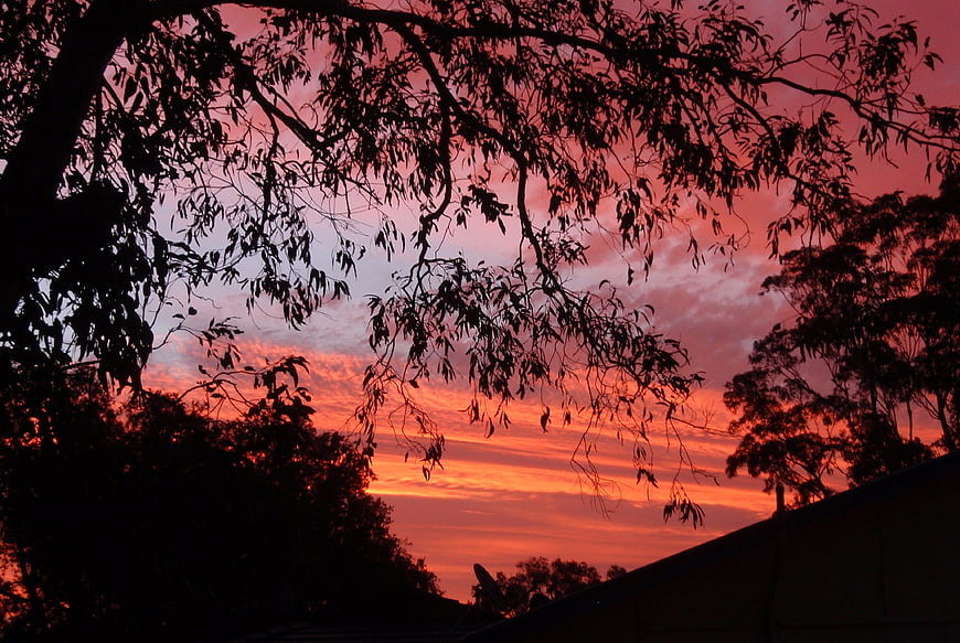 Silhouetted Tree Branches Against Vibrant Red Sunset Sky