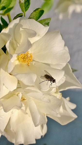 Close-up of a fly on a white rose flower