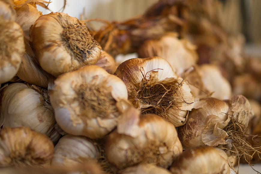 Close-up of fresh garlic bulbs with roots