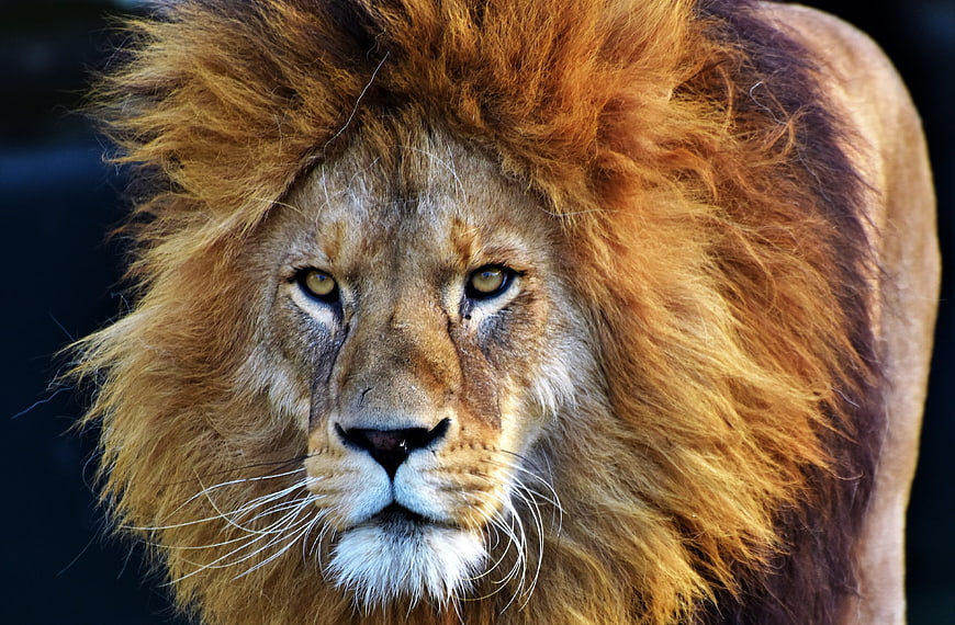 Close-up portrait of a male lion with intense gaze