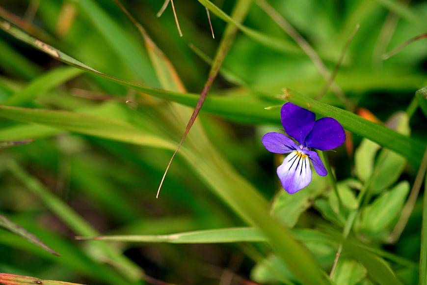 Purple wild violet flower blooming in green grass