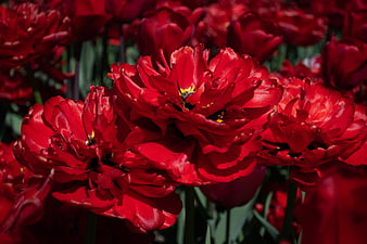 Vibrant Red Peony Tulips in Full Bloom