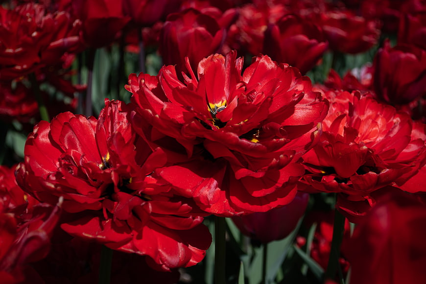 Vibrant Red Peony Tulips in Full Bloom