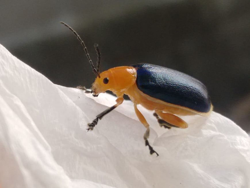 Close-up of a Blue and Orange Leaf Beetle on White Surface
