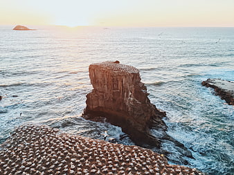 Seagulls on Coastal Rock Formation at Sunset