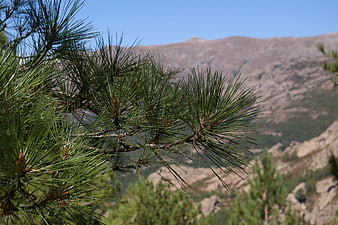 Pine branch foreground with blurred mountain landscape background