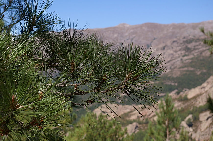 Pine branch foreground with blurred mountain landscape background