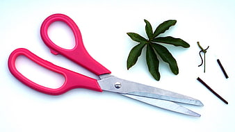 Pink Scissors and Green Leaves on White Background