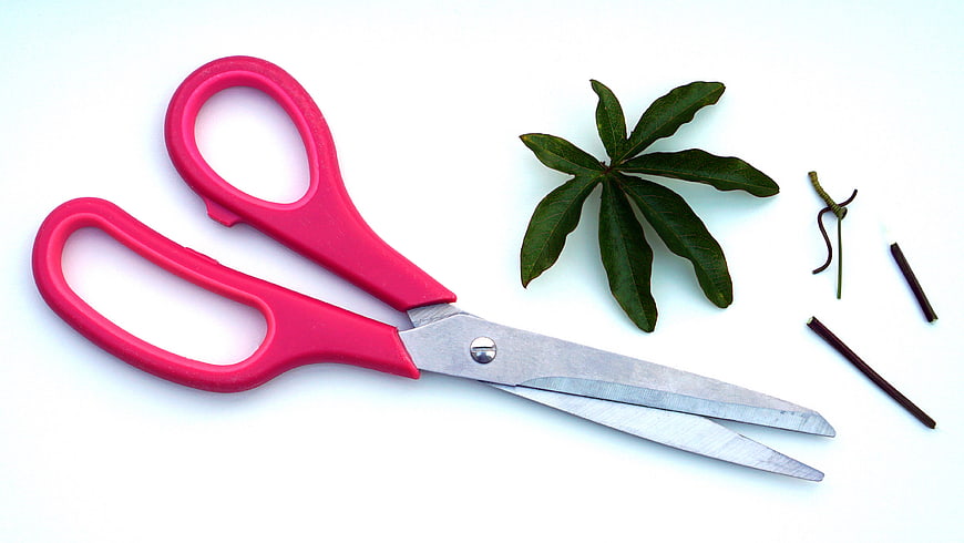 Pink Scissors and Green Leaves on White Background