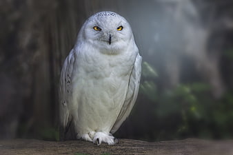 Portrait of a Snowy Owl Perched on a Log
