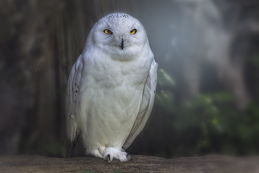 Portrait of a Snowy Owl Perched on a Log
