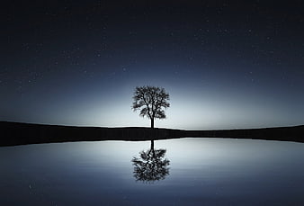 Solitary Tree Silhouette Reflected in Lake Under Starry Night Sky