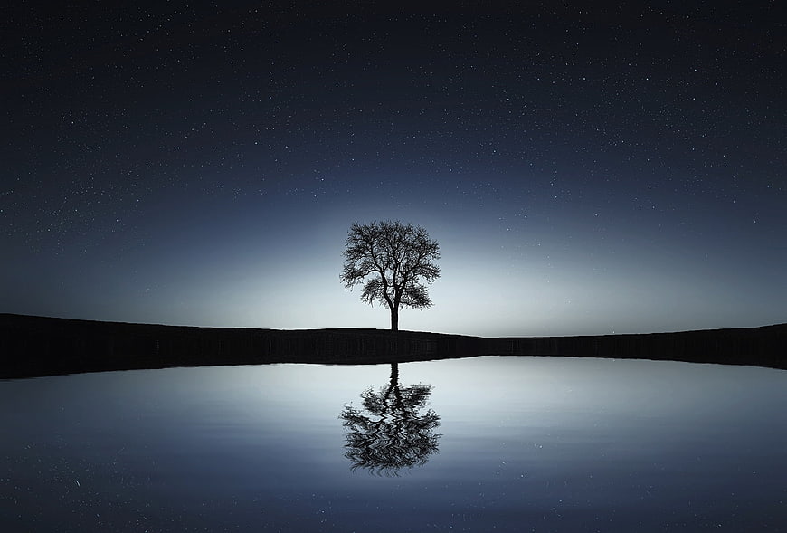 Solitary Tree Silhouette Reflected in Lake Under Starry Night Sky